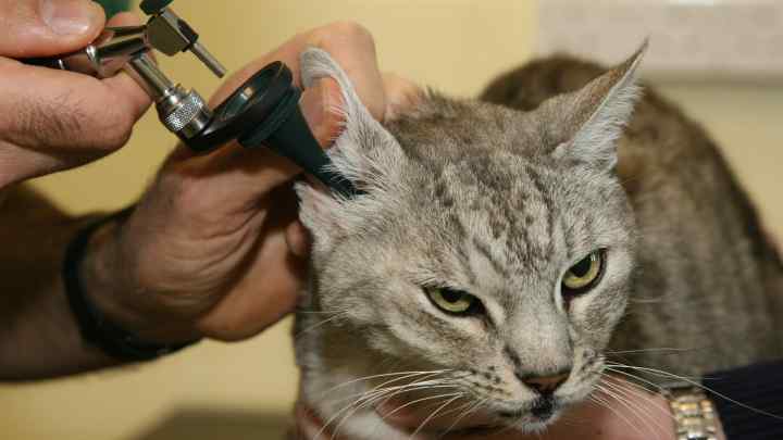 Як лікувати вуха у кота